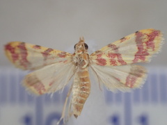 Taurometopa phoenicozona