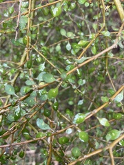 Coprosma rigida