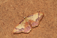 Idaea ostrinaria