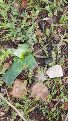 Trachyandra muricata