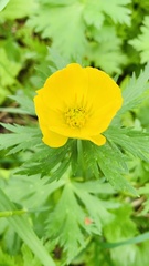 Trollius riederianus