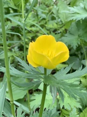 Trollius riederianus