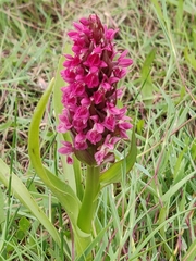 Dactylorhiza incarnata