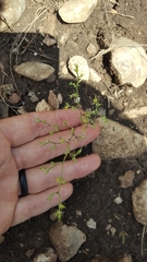 Paronychia lindheimeri