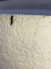 Platydracus stercorarius