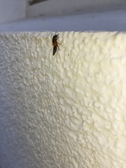 Platydracus stercorarius