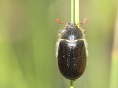 Amphimallon atrum
