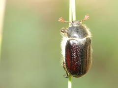 Amphimallon atrum
