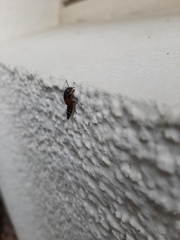 Platydracus stercorarius