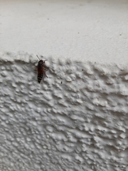 Platydracus stercorarius