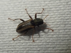 Stenelmis cheryl