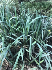 Irideae