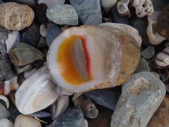 Nerita erythrostoma