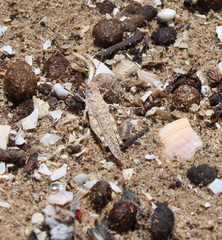 Sphingonotus imitans