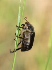 Amphimallon atrum