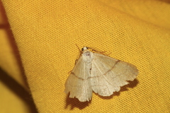 Adactylotis gesticularia