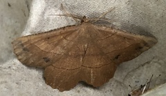 Euchlaena johnsonaria