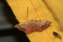 Idaea ostrinaria