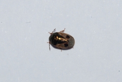 Crocistethus waltlianus