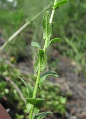 Neslia paniculata