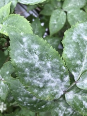 Erysiphe vanbruntiana