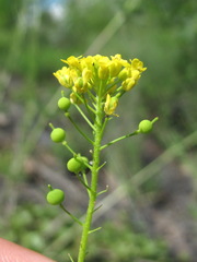 Neslia paniculata