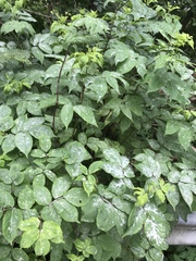 Erysiphe vanbruntiana