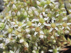 Sedum gracile