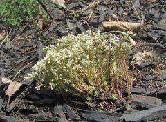 Sedum gracile