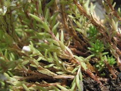 Sedum gracile