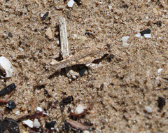 Sphingonotus imitans