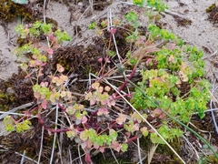 Euphorbia portlandica