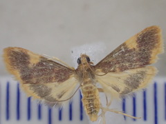 Emphylica xanthocrossa