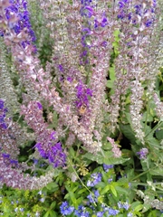 Apis mellifera