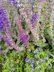 Apis mellifera