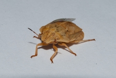 Eurygaster austriaca