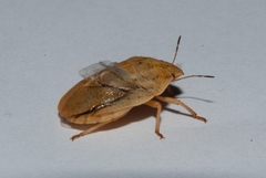 Eurygaster austriaca