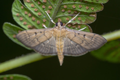 Herpetogramma rudis