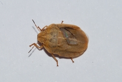 Eurygaster austriaca