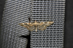 Eupithecia pulchellata