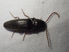 Megapenthes insignis