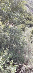 Alnus lusitanica
