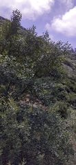 Alnus lusitanica