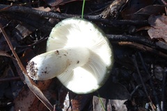 Russula iterika