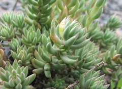 Petrosedum subulatum