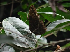 Morpho helenor narcissus