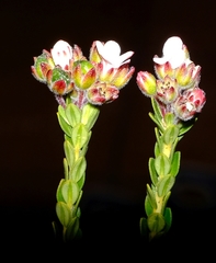 Adenandra odoratissima