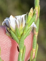 Euchaetis diosmoides