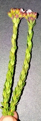 Adenandra odoratissima
