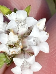 Euchaetis diosmoides